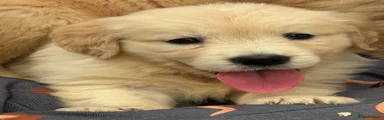 Golden Retriever 6