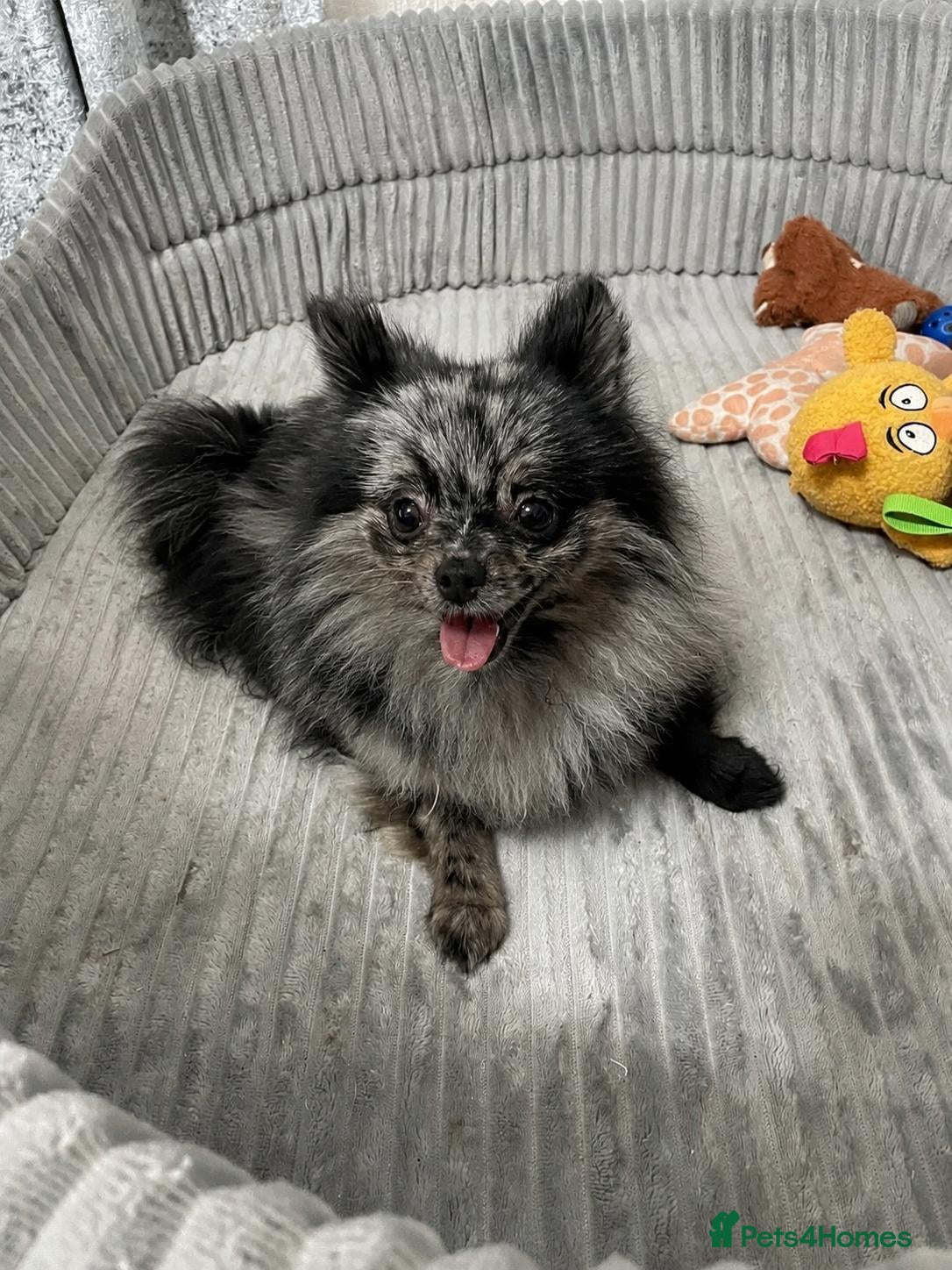 Pomeranian dogs Beautiful Pomeranian Merle Female - Advert 9