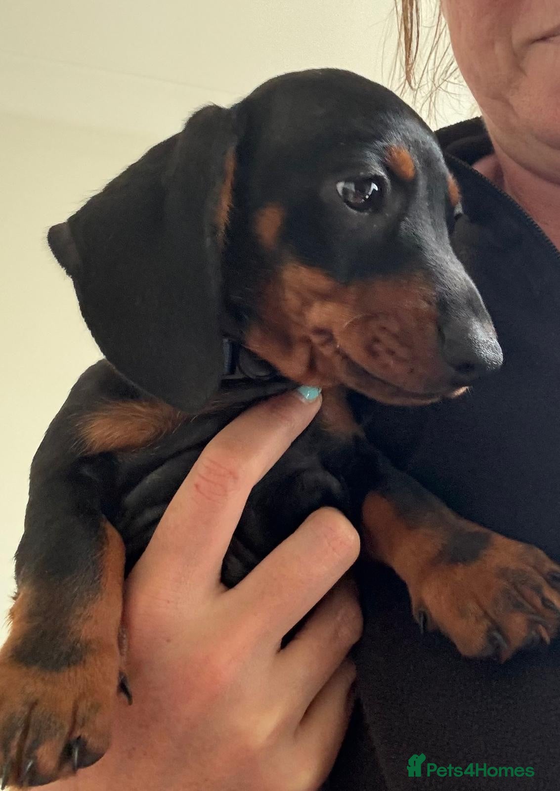 Miniature Dachshund dogs Gorgeous KC reg miniature dachshund puppies  - Advert 2