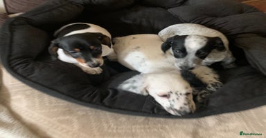Dachshund dogs - Advert 3