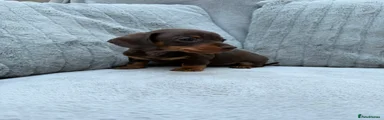 FUDGE