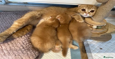 Scottish Fold cats - Advert 14