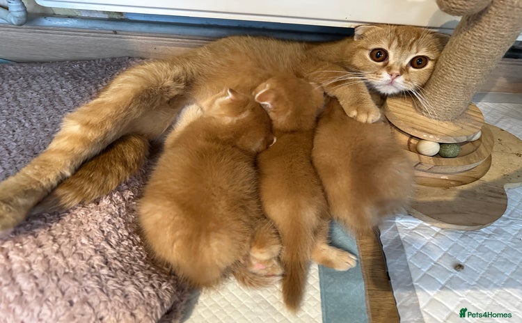 Scottish Fold cats - Advert 8