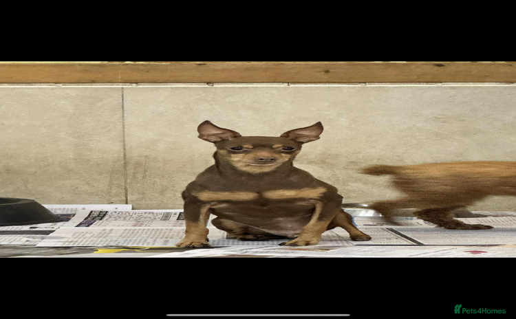 Miniature Pinscher dogs - Advert 2