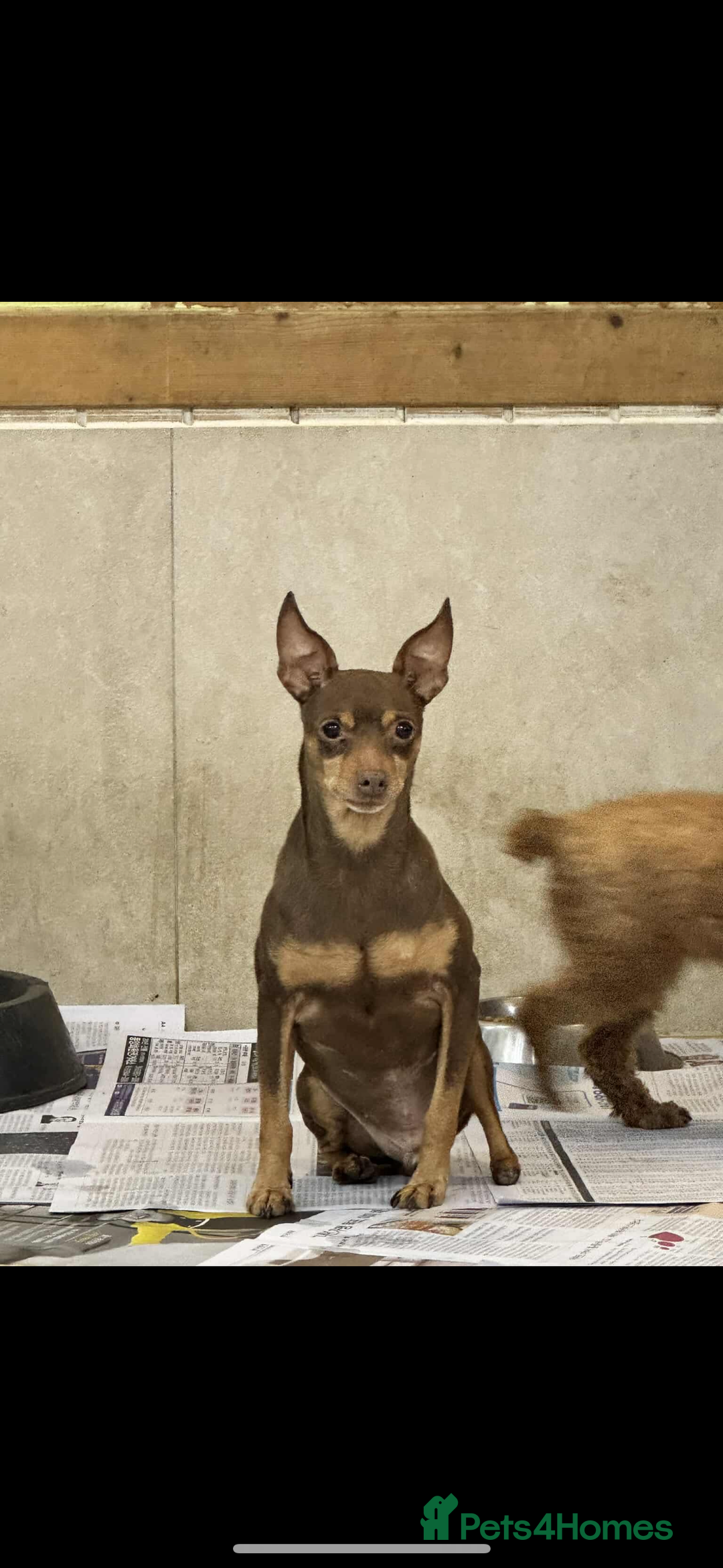 Miniature Pinscher dogs for adoption: Johney 7 year mini pin meat trade survivor  - Image 1