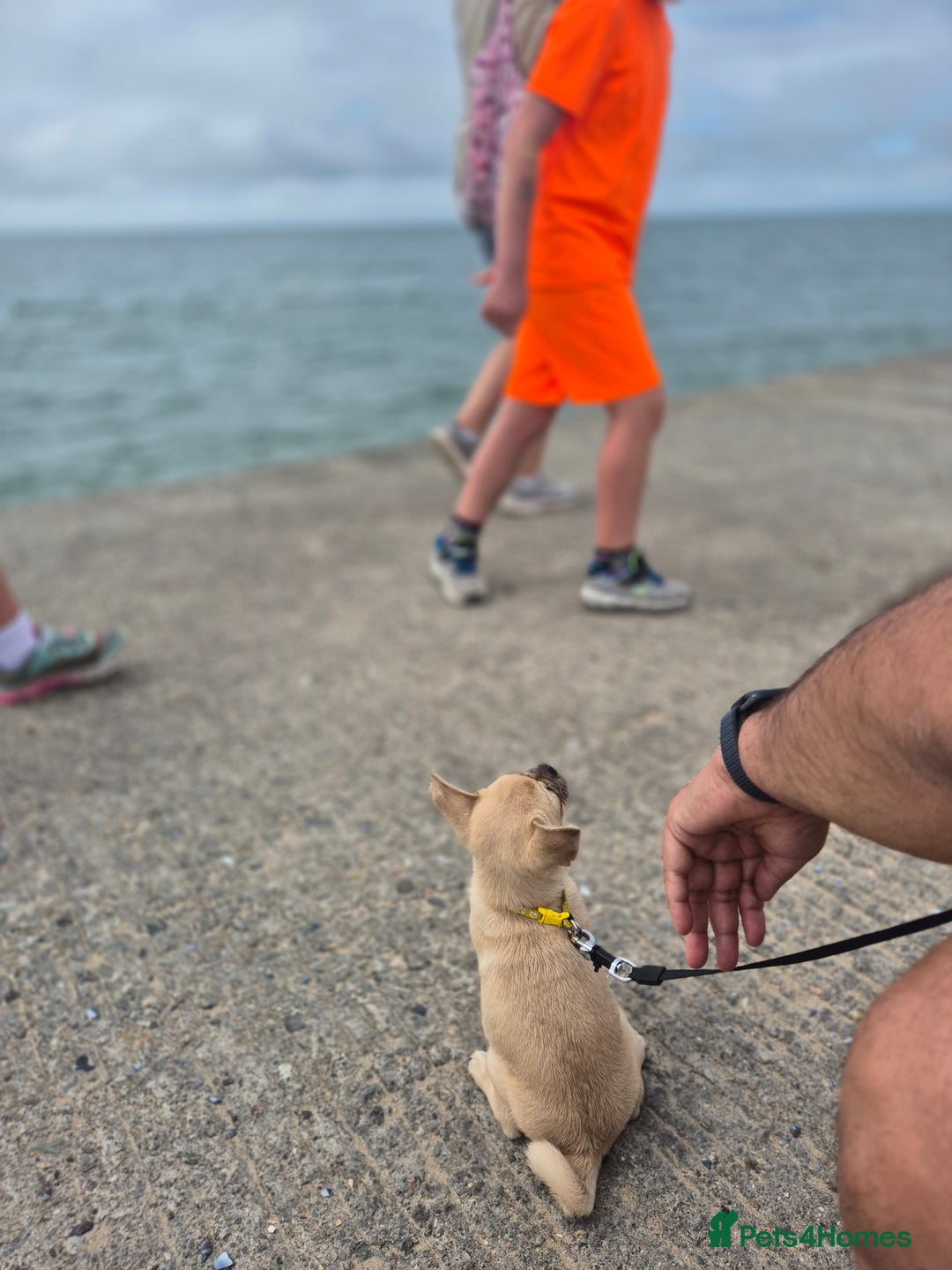 Chug dogs for sale: Bubbles (6 Months - Female Chug) - Advert 6