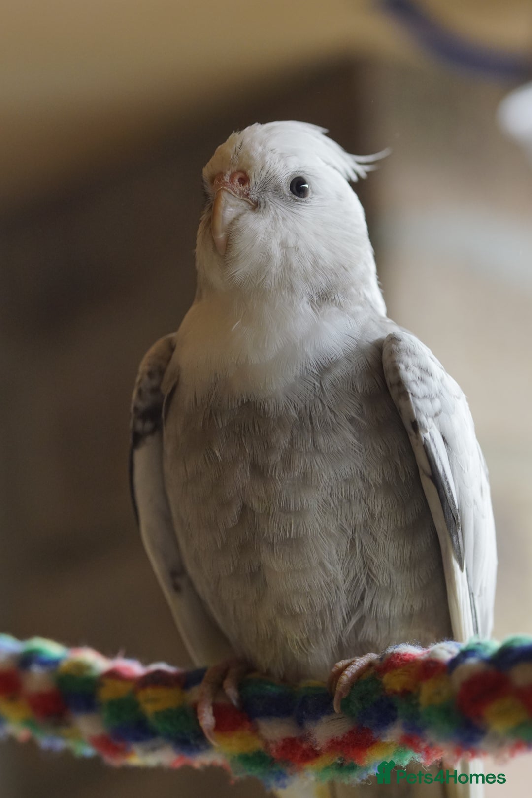 Cockatiels birds for sale: Cockatiels Mixed Genders  - Advert 29