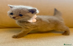 British Shorthair cats for sale: 🐾💜lilac and lilac point girls💜🐾 health tested  - Image 8