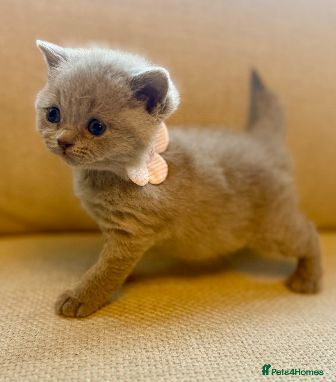 British Shorthair cats for sale: 🐾💜lilac and lilac point girls💜🐾 health tested  - Image 8