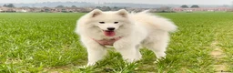 Samoyed dogs for sale: Samoyed Puppies Boys and Girls Ready December - Advert 6