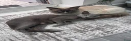 Mixed Breed cats for sale: Russian blue/ragdoll cross - Advert 4