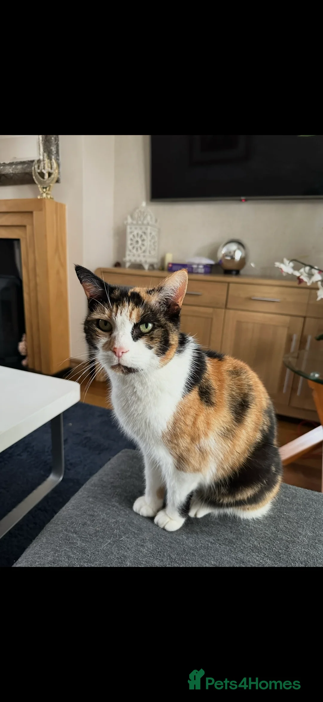 Domestic Shorthair cats for sale: FOR FREE - Female Cat - Advert 1