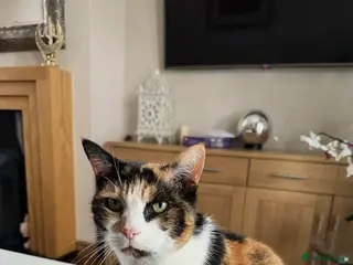 Domestic Shorthair cats FOR FREE - Female Cat - Advert 1