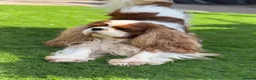 Cavalier King Charles Spaniel dogs for stud: Stunning Blenheim CKCS STUD boy - Advert 11