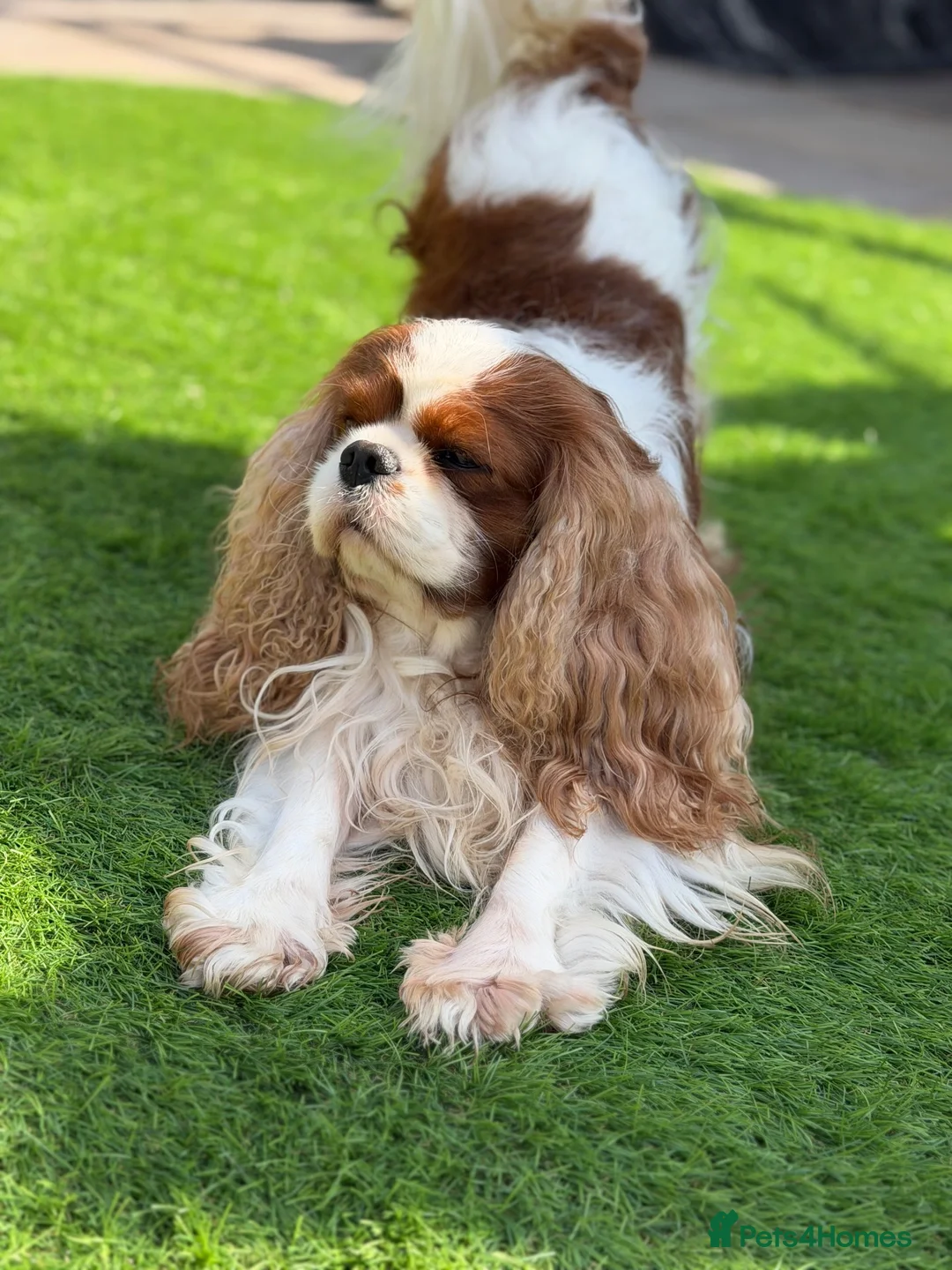 Cavalier King Charles Spaniel dogs for stud: Stunning Blenheim CKCS STUD boy - Advert 11