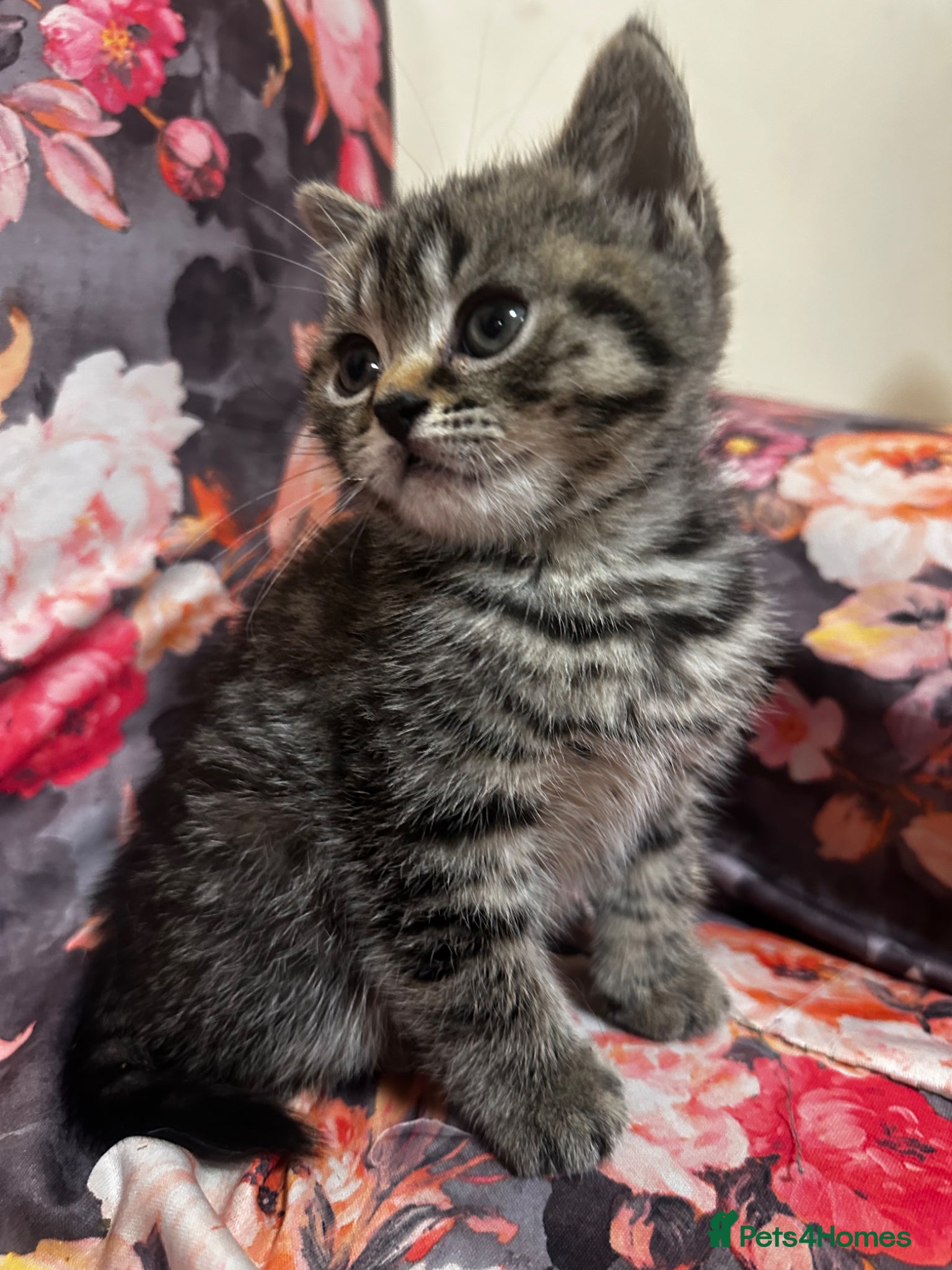 British Shorthair cats for sale: 2 remaining BSH kittens  - Advert 4