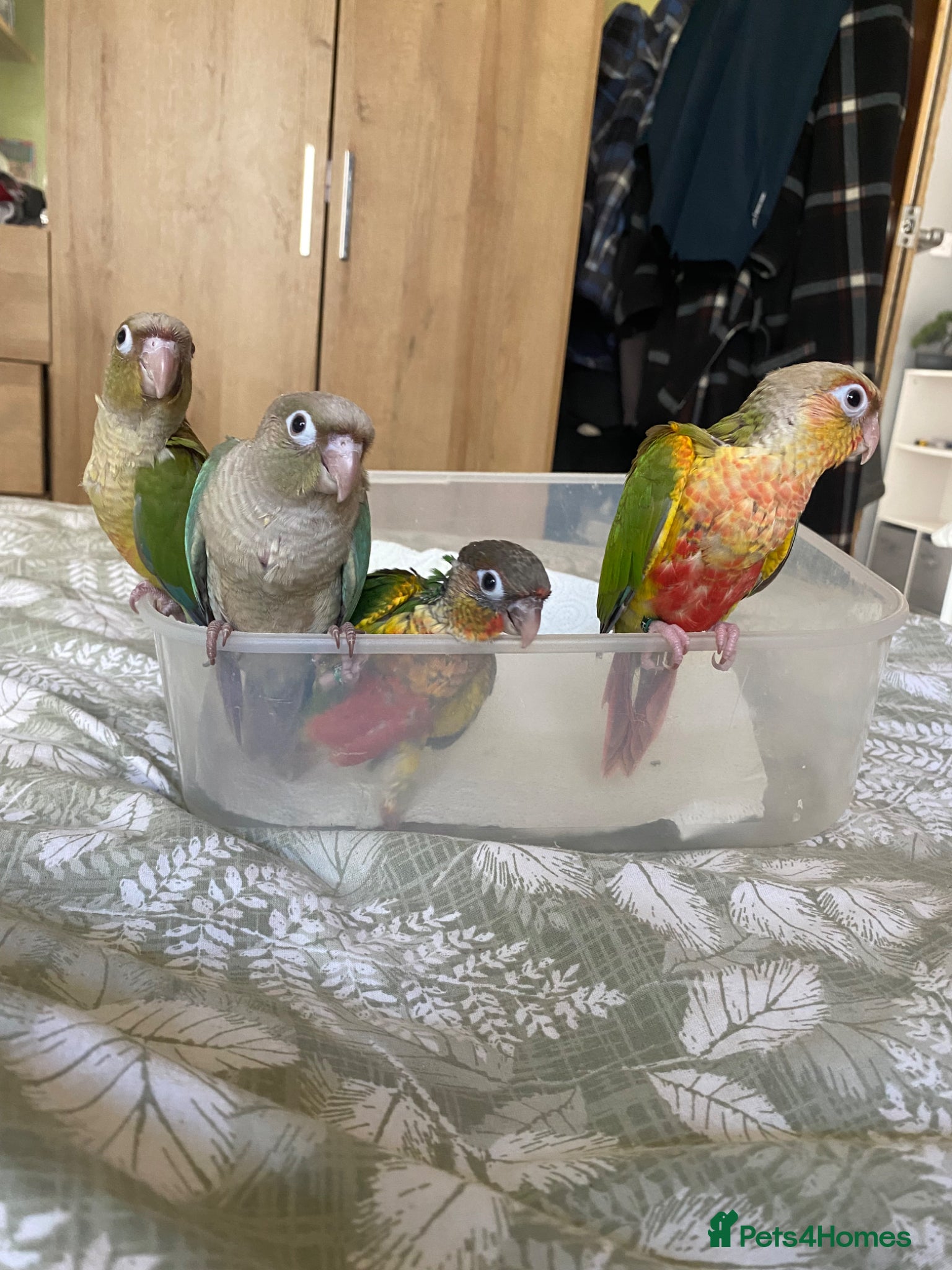 Conures birds Hand tame Green Cheek Conures - Advert 1