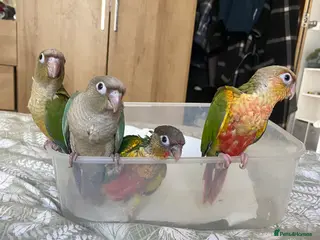 Conures birds Hand tame Green Cheek Conures - Advert 1