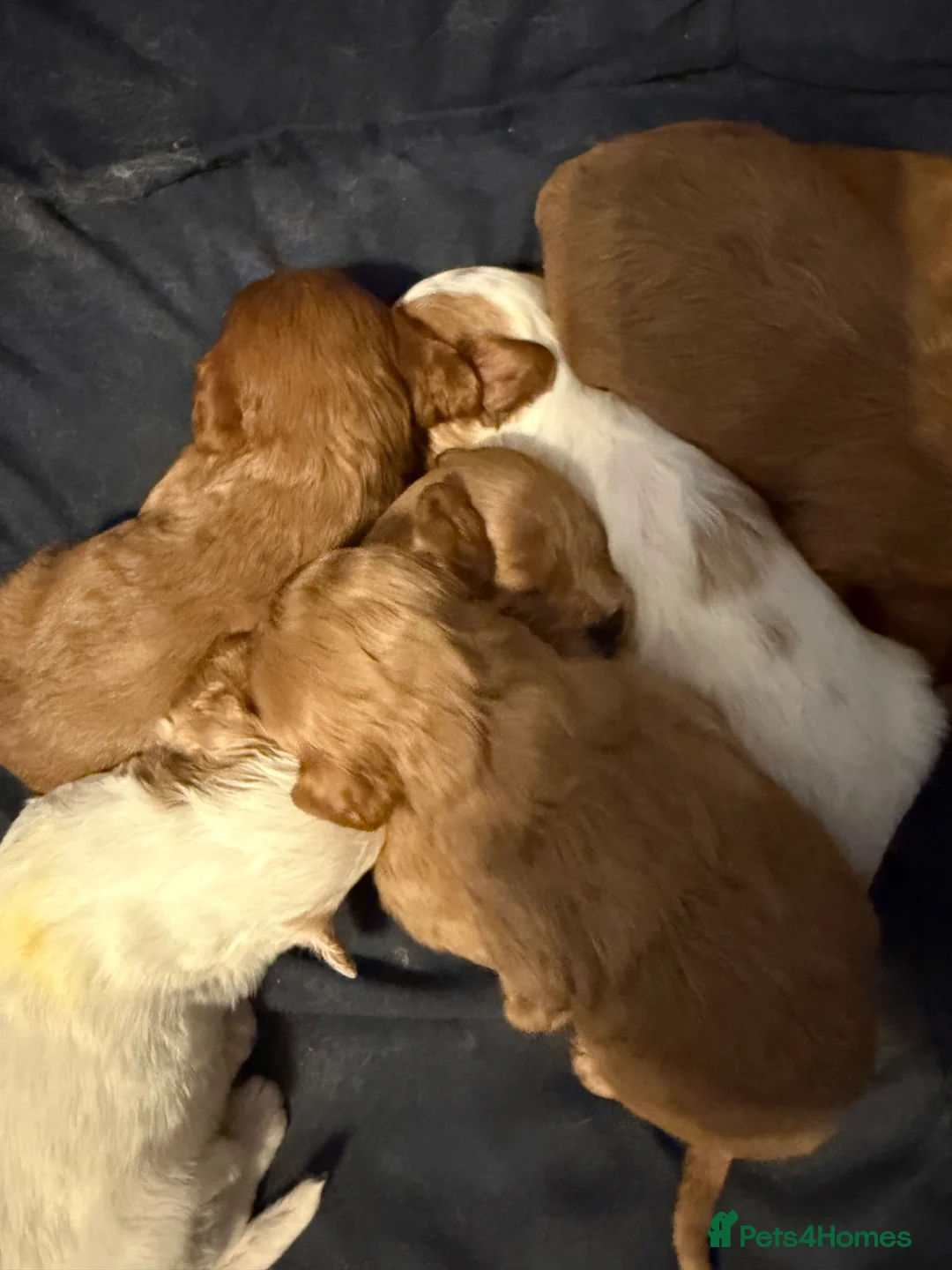 Cavapoo dogs for sale: Beautiful Cavapoo Puppies – Mum & Dad Family Pets - Advert 2