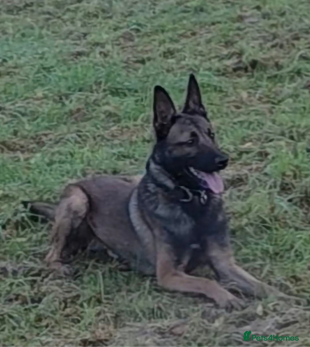 Belgian Shepherd Dog dogs Fully trained Belgian Malinois - Advert 1