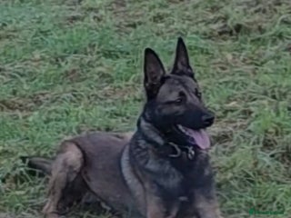 Belgian Shepherd Dog dogs Fully trained Belgian Malinois - Advert 4