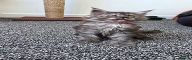 Maine Coon 4