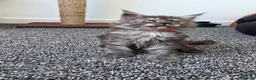 Maine Coon cats for sale: Maine coon pedigree kittens  - Advert 6