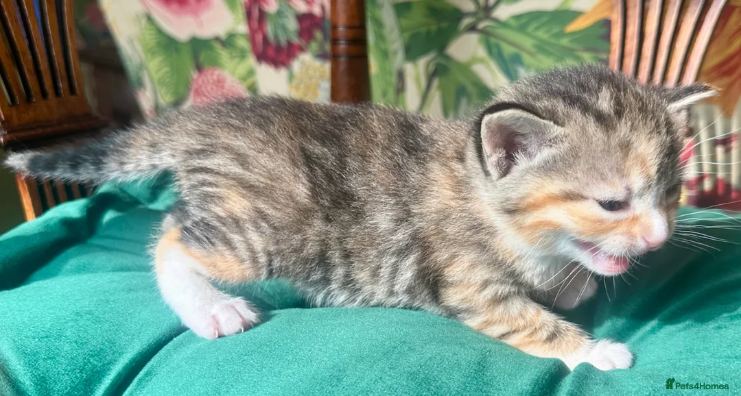 Mixed Breed cats for sale: 5 fabulous kittens for sale… - Advert 2