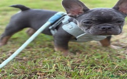 French Bulldog dogs for sale: Price reduced!Kc French bulldog last puppy - Image 26