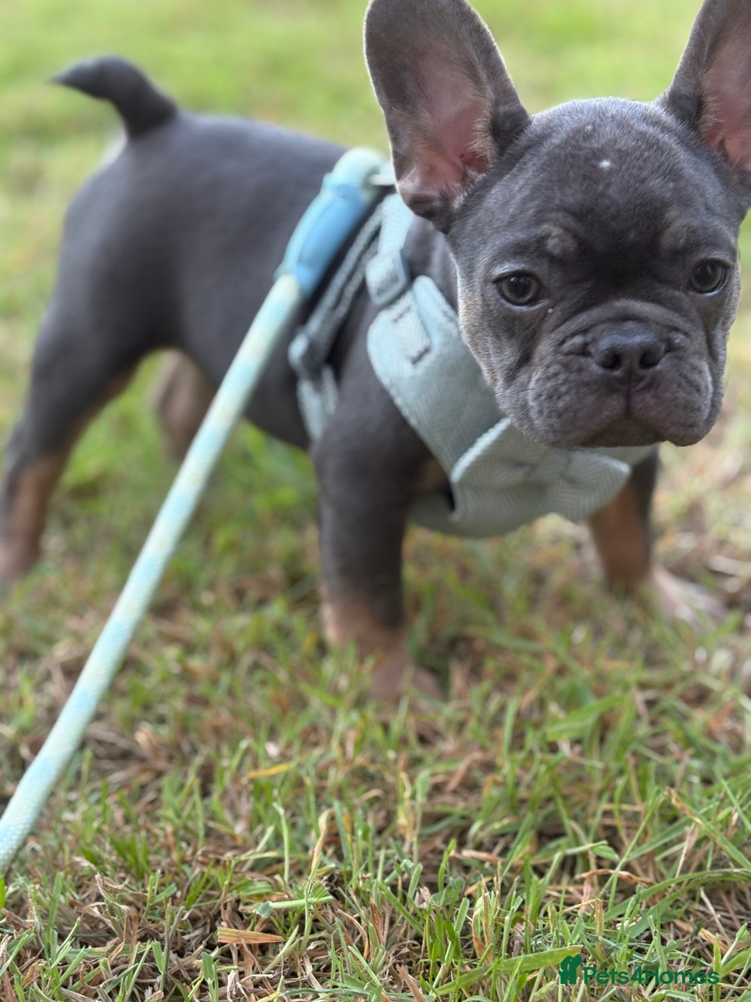 French Bulldog dogs for sale: Price reduced!Kc French bulldog last puppy - Image 26