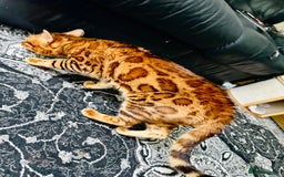 Bengal cats for sale: OUTSTANDING 🤩 Purebred Brown Rosetted Bengal - Image 9