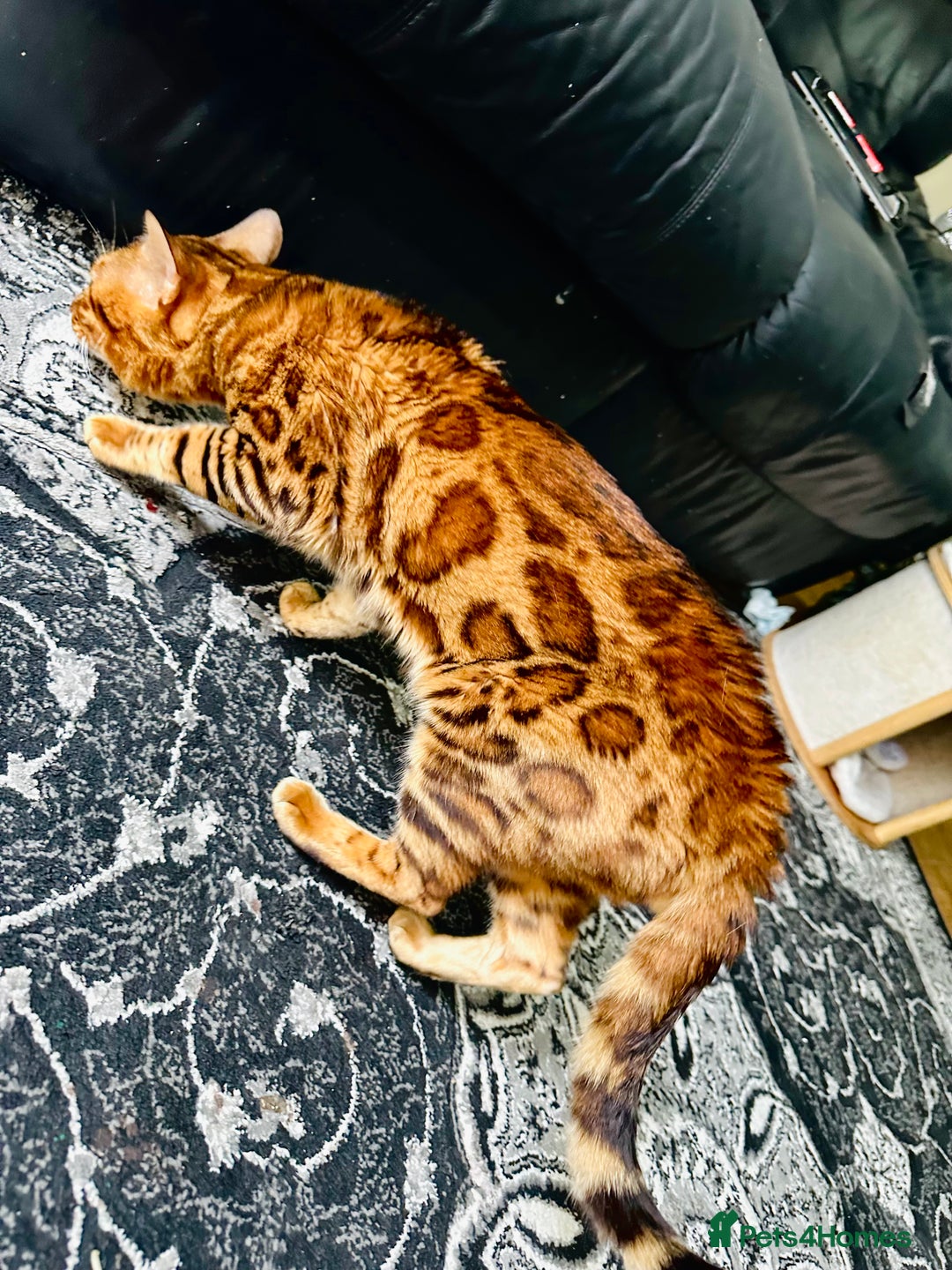 Bengal cats for sale: OUTSTANDING 🤩 Purebred Brown Rosetted Bengal - Image 9