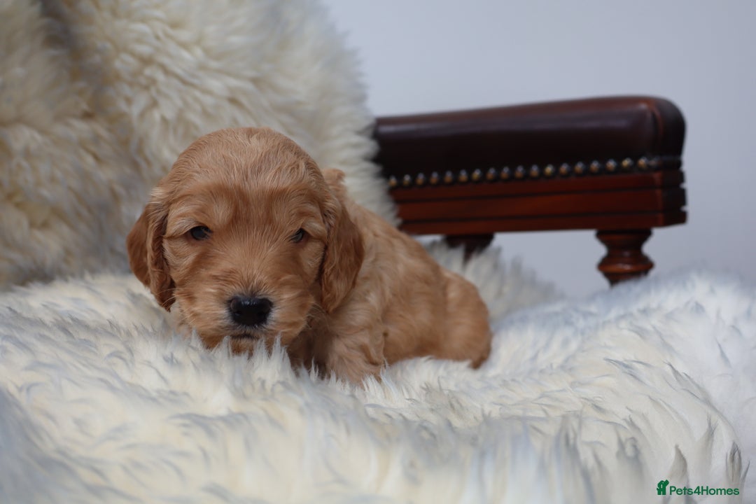 Cockapoo dogs for sale: 5*LICENSED BREEDER WATCH LIVE HEALTH TESTED PARENT - Image 18