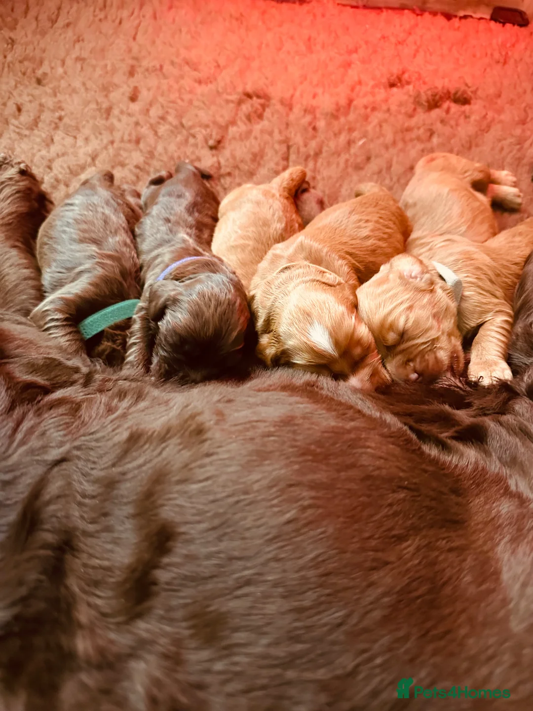 Cocker Spaniel dogs for sale: Stunning Cocker Spaniel Puppies  in Doncaster - Advert 1
