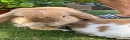 Mini Lop rabbits for sale: 2 Mini Lops - Advert 3