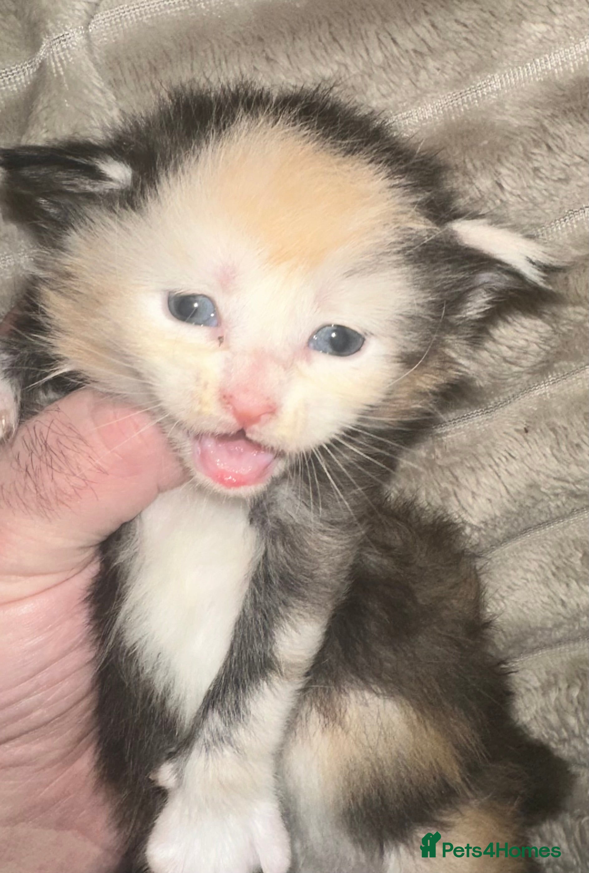 Maine Coon cats Tica Registered  Maine Coons  - Advert 3