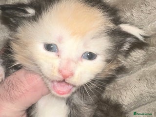 Maine Coon cats Tica Registered Maine Coons - Advert 3