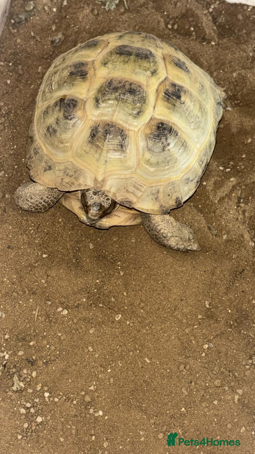 Tortoise reptiles for sale: Horsfield Tortoise - Advert 4