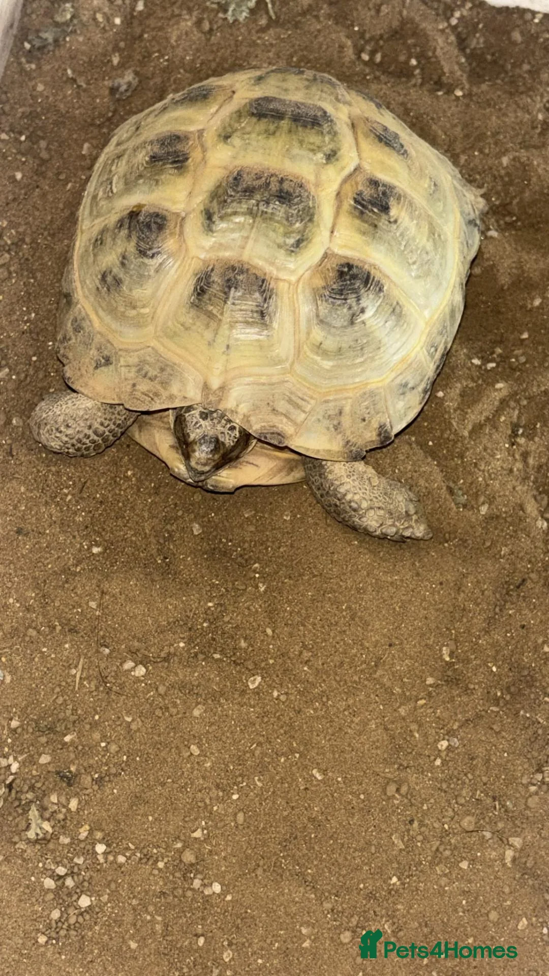 Tortoise reptiles for sale: Horsfield Tortoise in Leeds - Advert 1