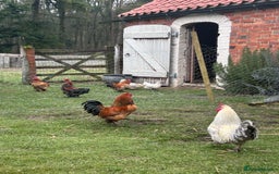Chickens poultry for sale: Bantams for sale  - Image 3