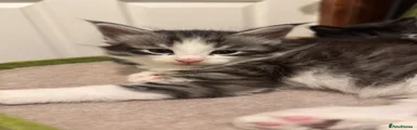 Maine Coon 4