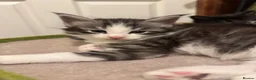 Maine Coon cats for sale: Maine coon cross - Advert 16