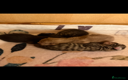 Mixed Breed cats for sale: 4 stunning healthy kittens  - Image 1