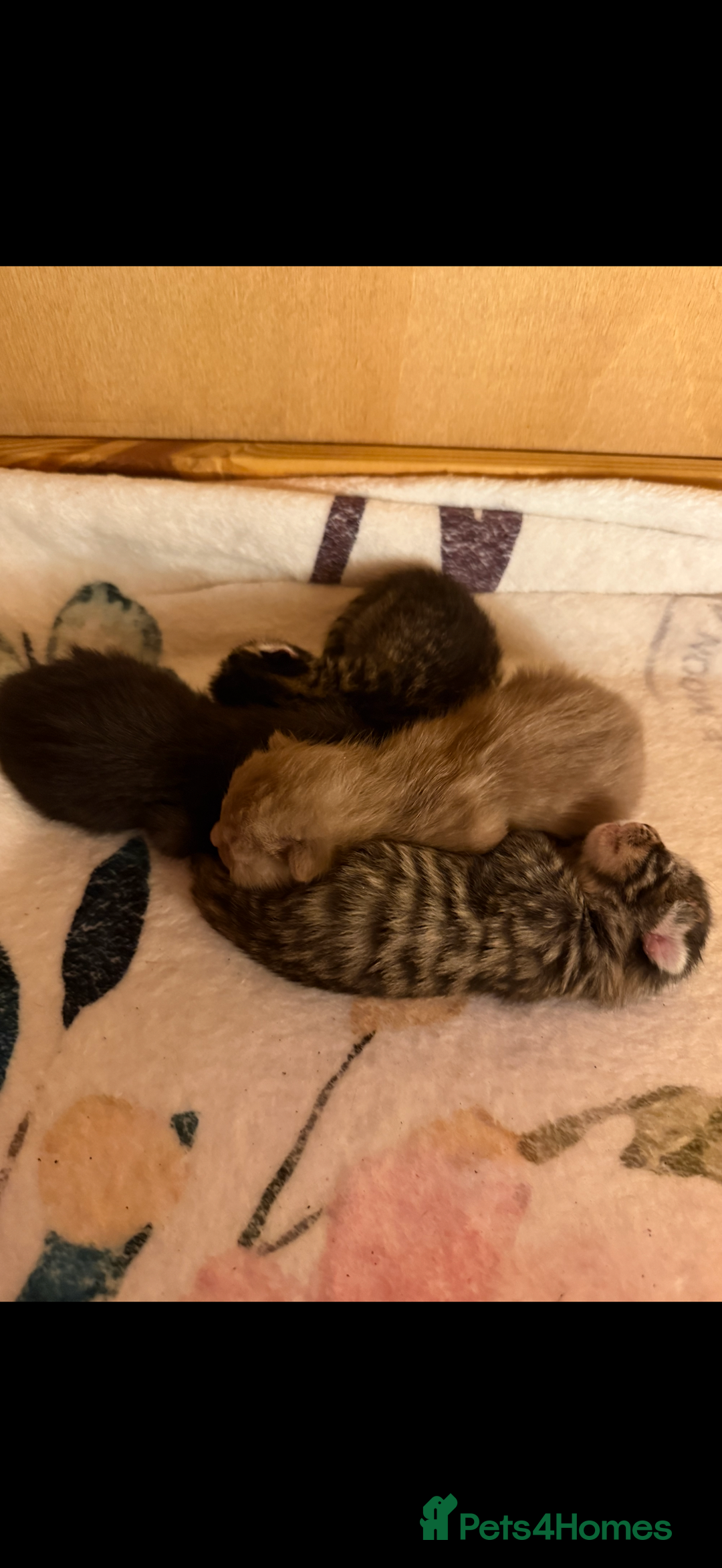 Mixed Breed cats for sale: 4 stunning healthy kittens  - Image 1