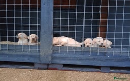 Labrador Retriever dogs for sale: KC Registered Labrador pups  - Image 9