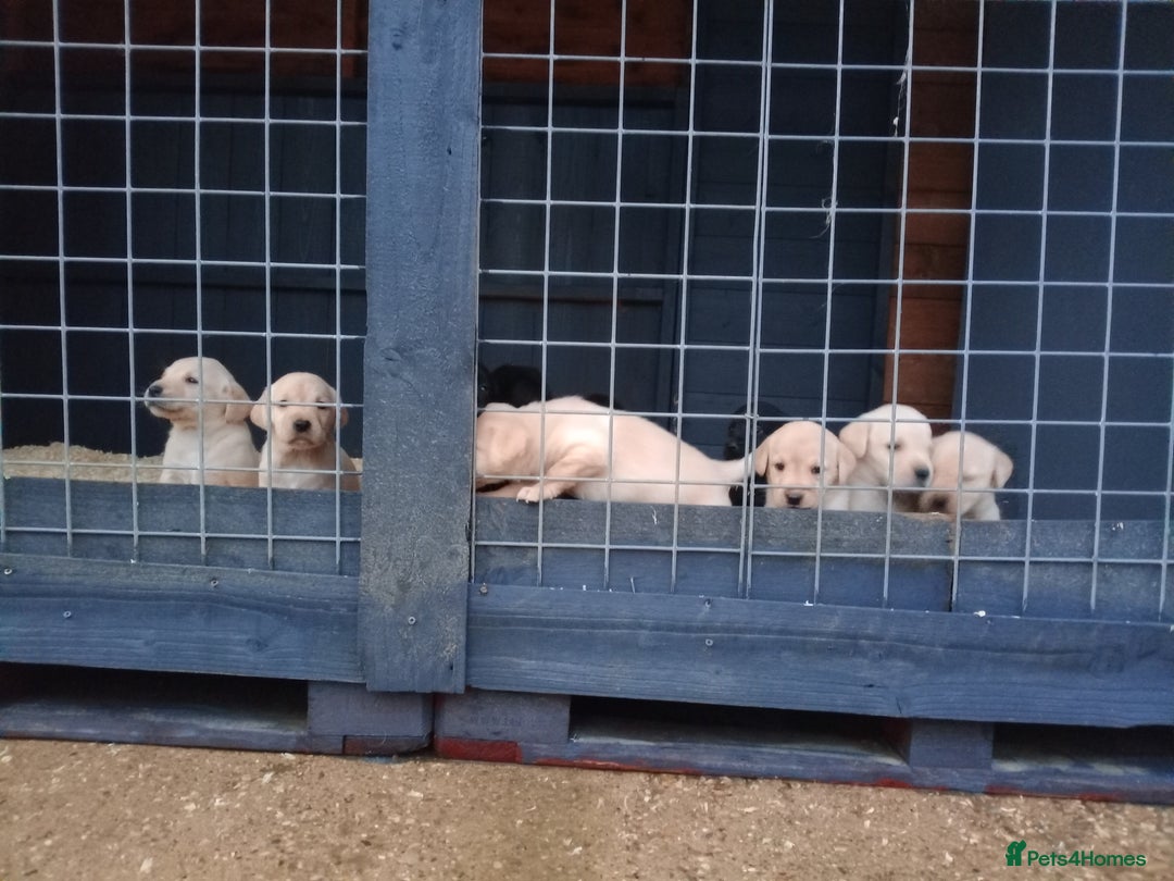 Labrador Retriever dogs for sale: KC Registered Labrador pups  - Image 9