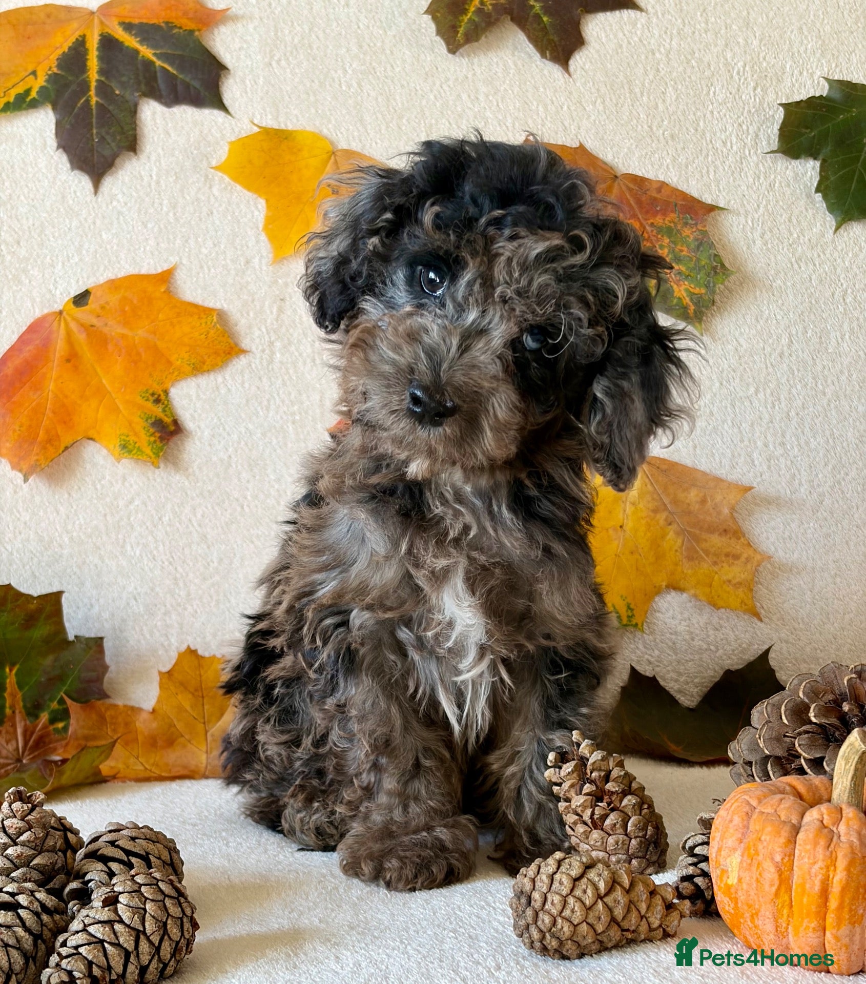 Cockapoo dogs Bundles of Joy - Advert 9