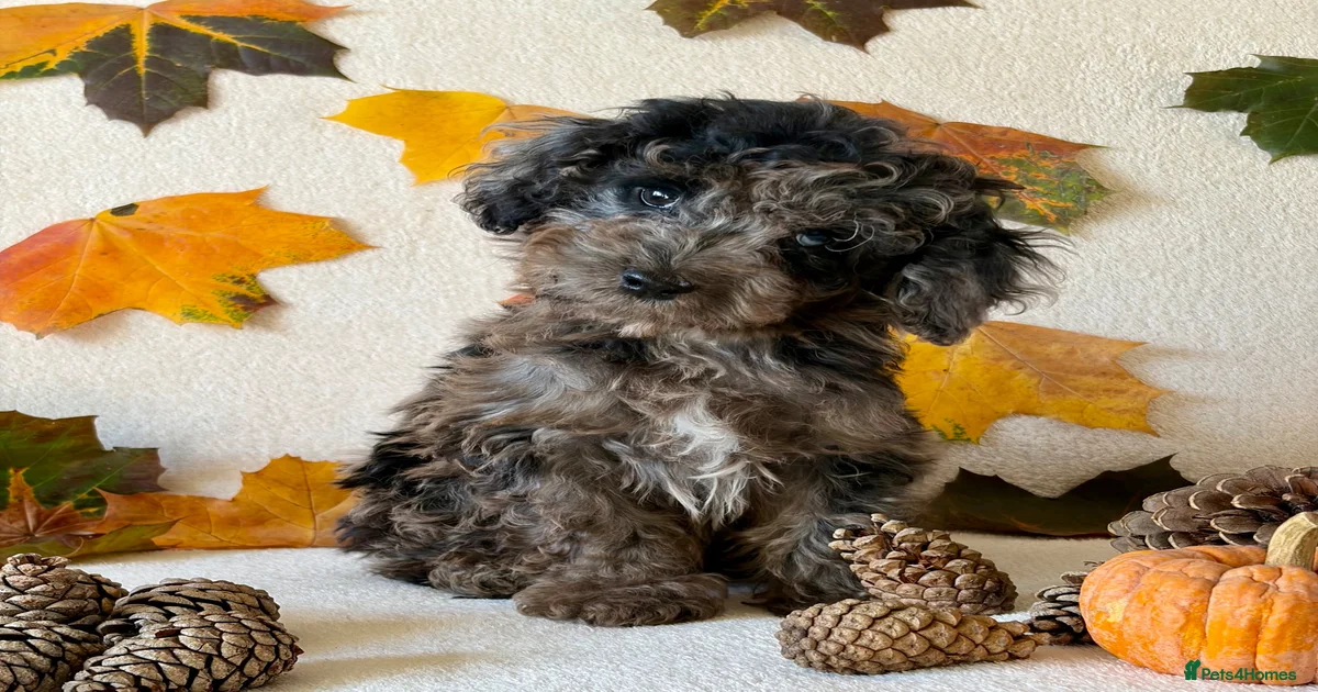 New born dog Cockapoo Puppies for sale | Pets4Homes