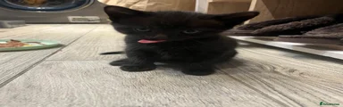 Panther "Ghost Tabby" Boy