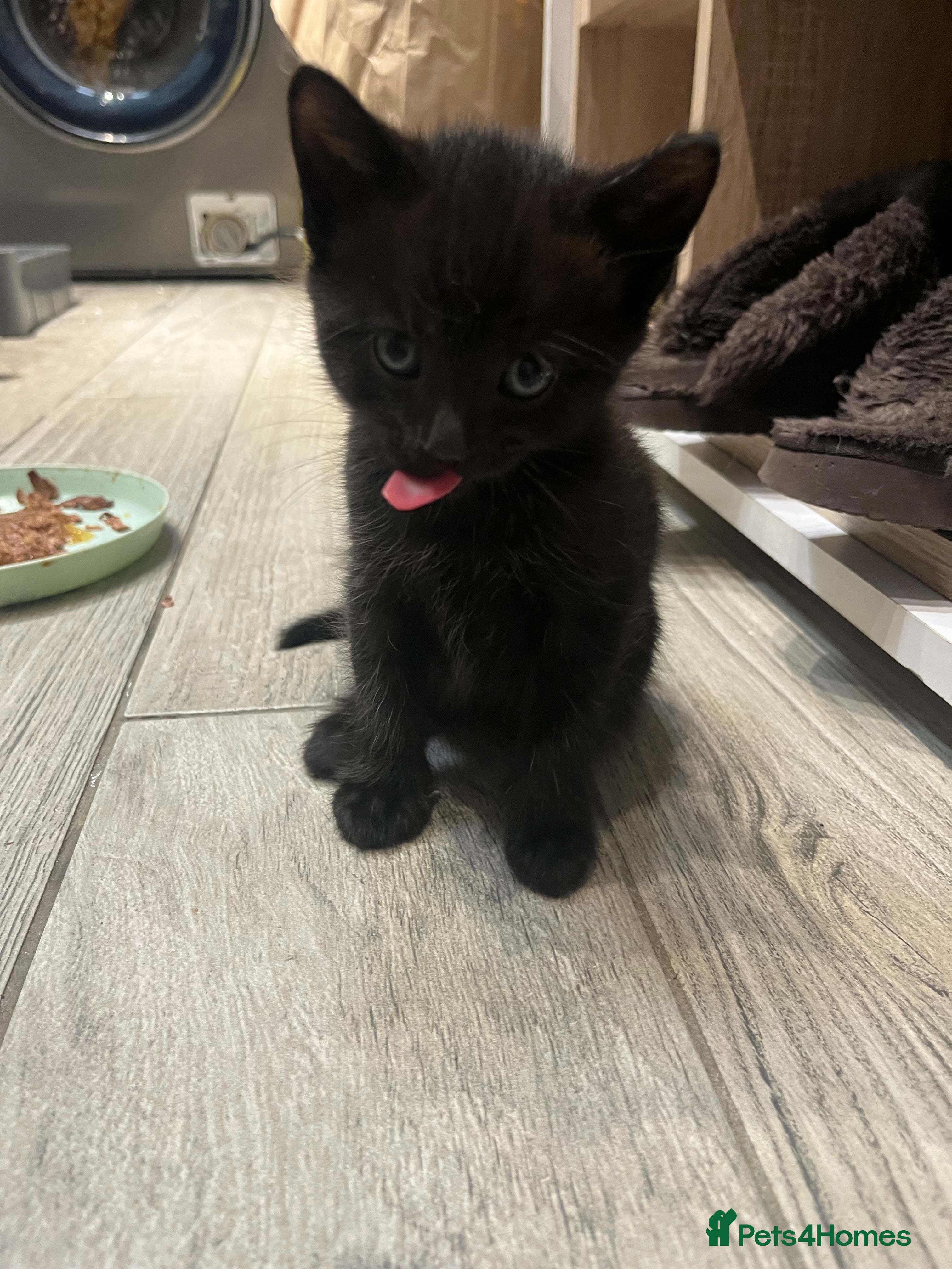 Domestic Shorthair cats for sale: Playful Tabby Kittens Ready in South Ockendon - Advert 3